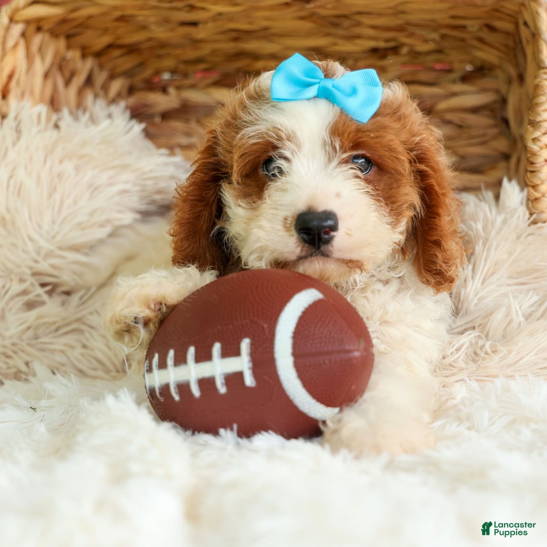Cavapoo dogs for sale: Ricky - Image 1