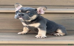 French Bulldog dogs for sale: Harriet - Image 4