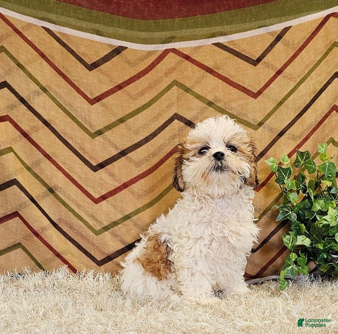 Malshi dogs for sale: Umberto - Image 2