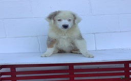 Australian Shepherd dogs for sale: Buster - Image 3