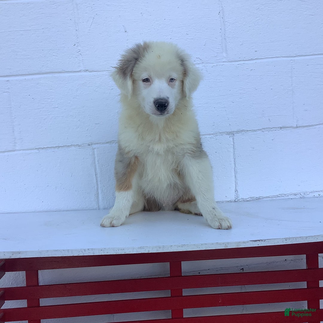 Australian Shepherd dogs for sale: Buster - Image 3
