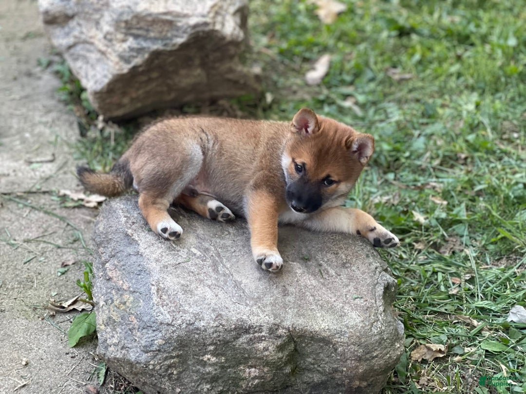 Shiba Inu dogs for sale: Hootch - Image 5