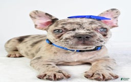 French Bulldog dogs for sale: French Bulldog 5 puppies - Image 7