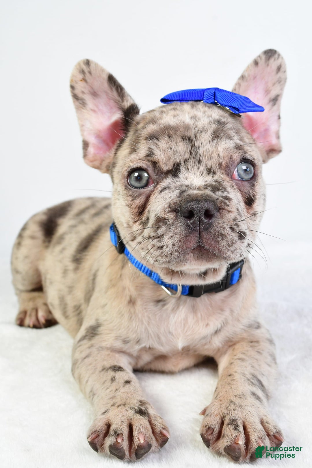 French Bulldog dogs for sale: French Bulldog 5 puppies - Image 7