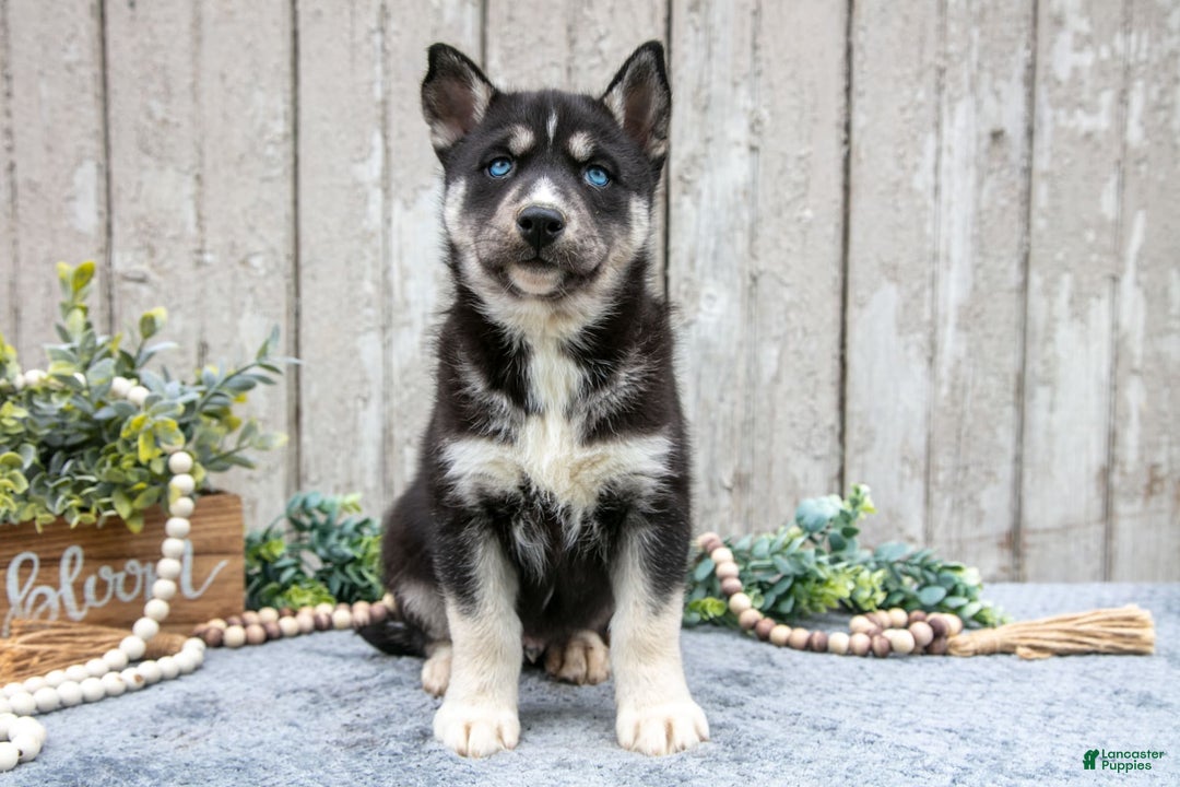 Siberian Husky dogs for sale: Moose - Image 2