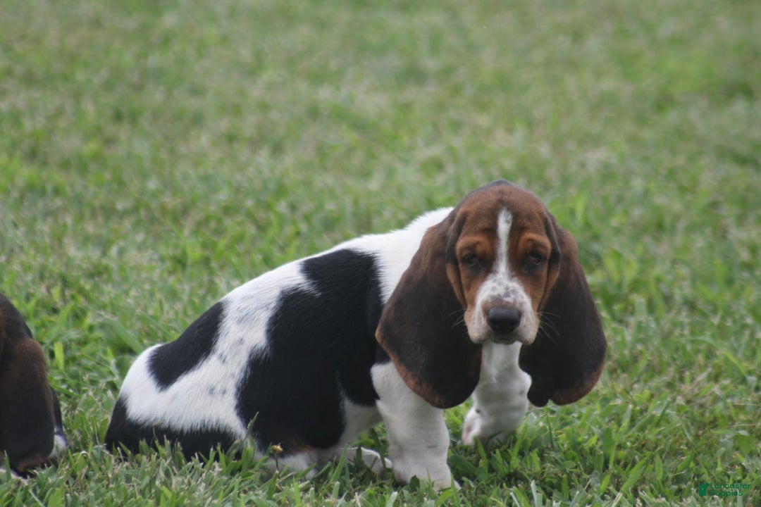 Basset Hound dogs for sale: Ida - Image 12