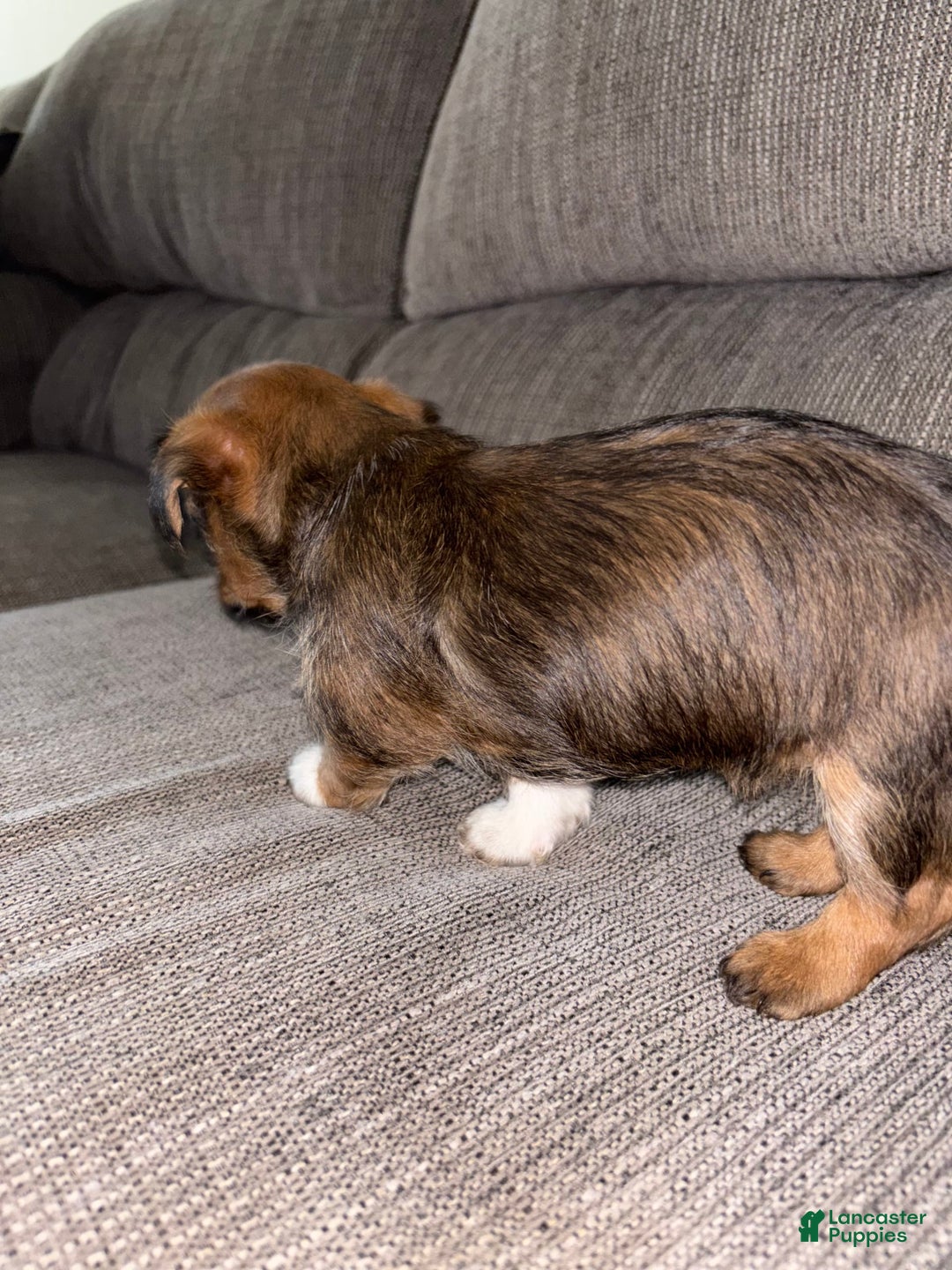 Morkie dogs for sale: Sapphire - Image 7