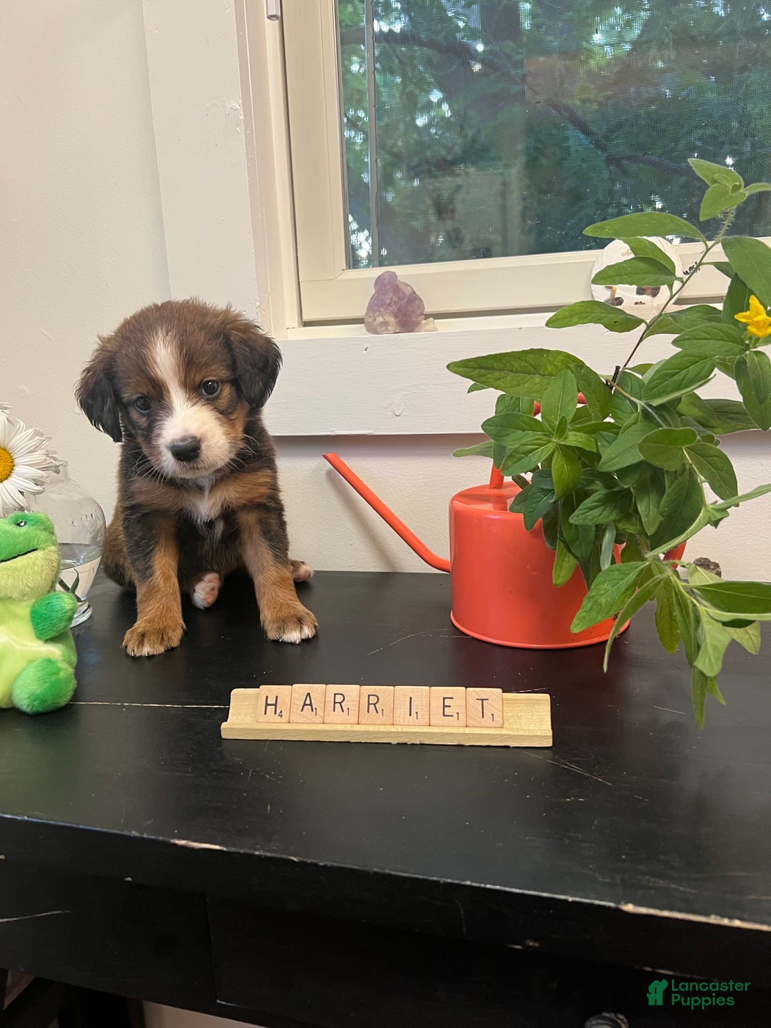 Bernedoodle dogs for sale: Harriet - Image 3