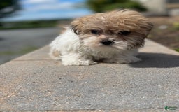 Havanese dogs for sale: Felix - Image 1