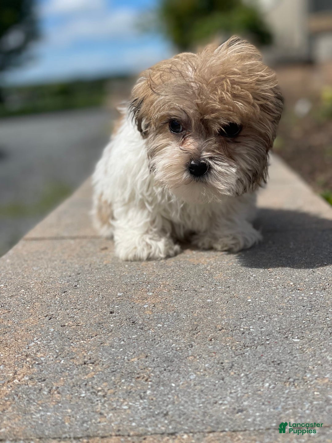 Havanese dogs for sale: Felix - Image 1
