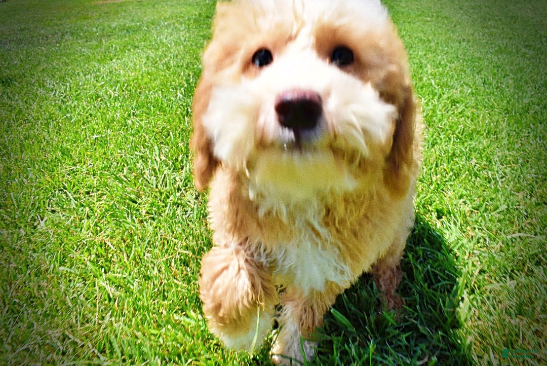 Havapoo dogs for sale: Whisky - Image 15