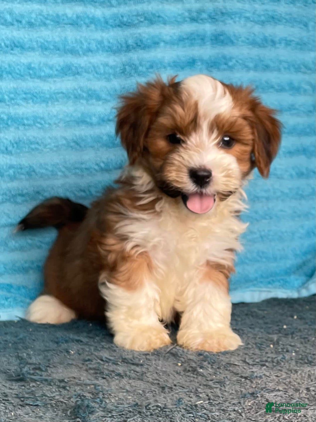Havanese dogs for sale: Blake - Image 6