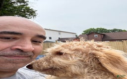Goldendoodle dogs for sale: Luna - Image 5