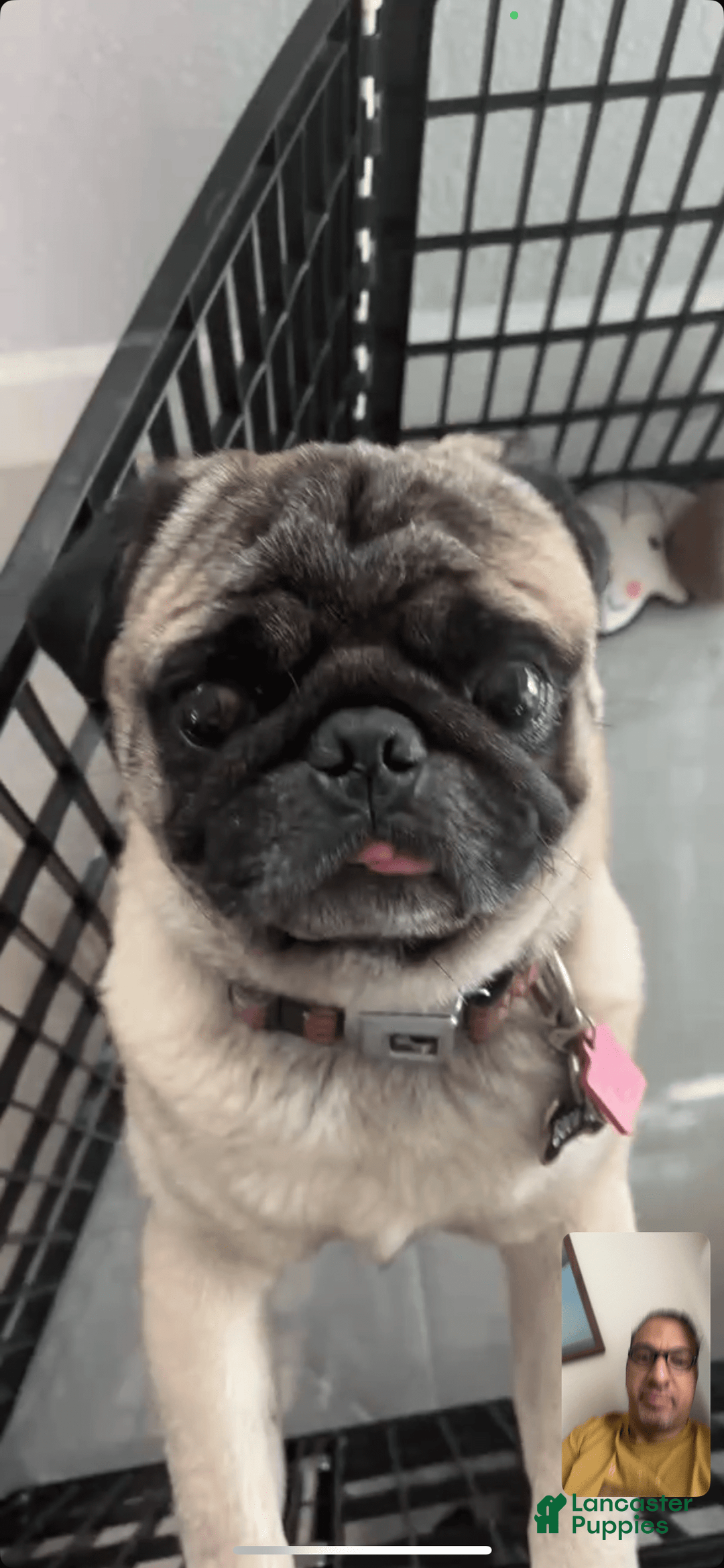 Pug dogs for sale: Black Pug - Image 5