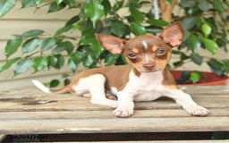 Rat Terrier dogs for sale: Rhonda - Image 5