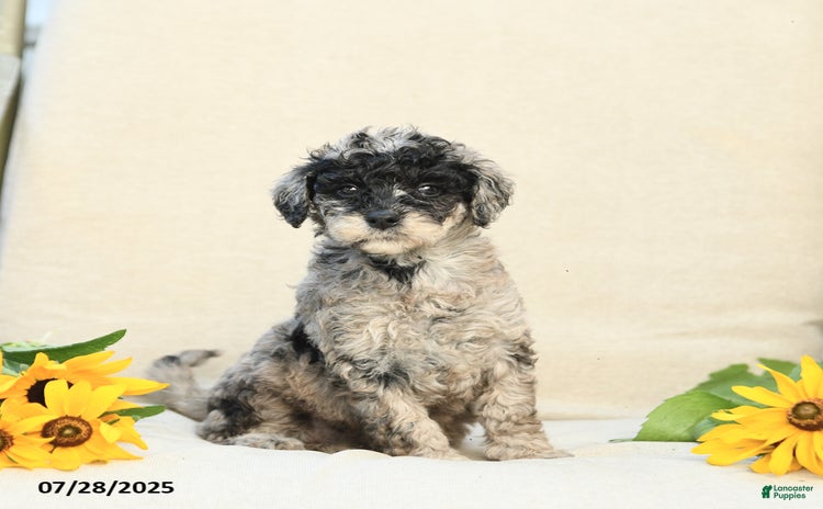 Bernedoodle dogs for sale - Ad 5