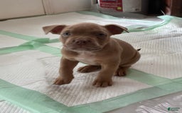 American Bully dogs for sale: Moe - Image 3