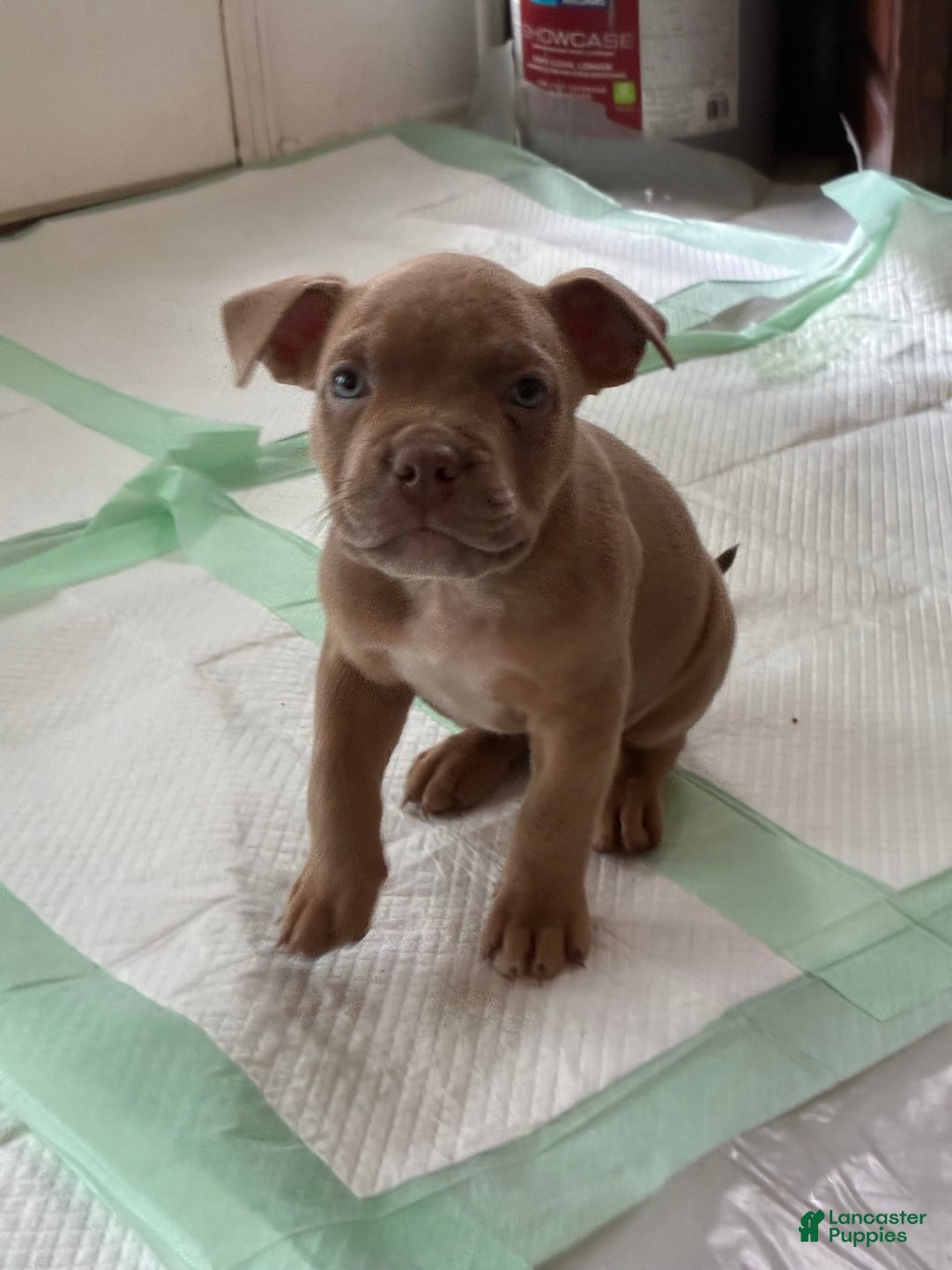 American Bully dogs for sale: Moe - Image 3