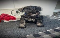 Miniature Schnauzer dogs for sale: Samson - Image 3