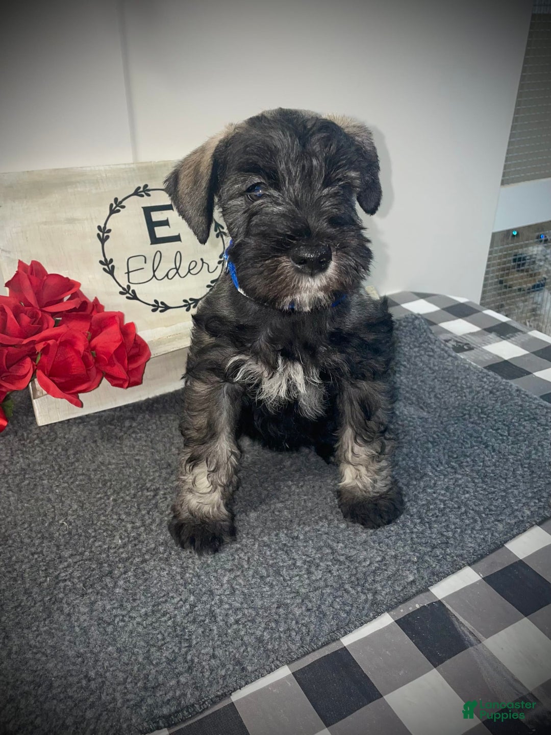 Miniature Schnauzer dogs for sale: Samson - Image 3