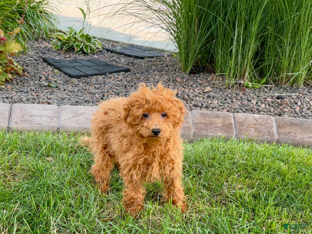 Maltipoo dogs for sale: Gary - Image 10