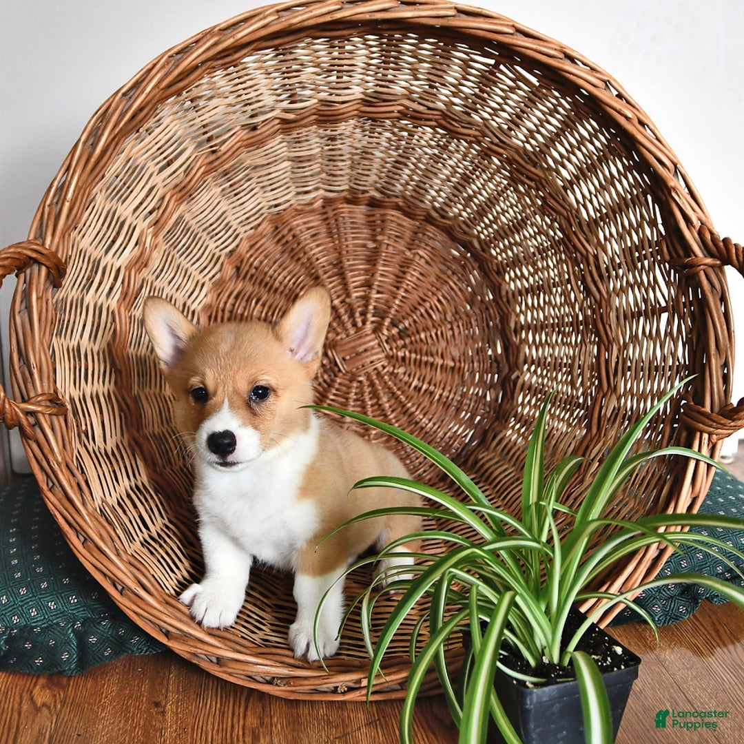 Welsh Corgi Pembroke dogs for sale: Hope - Image 1