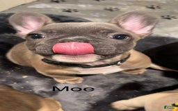 French Bulldog dogs for sale: Zeus - Image 9