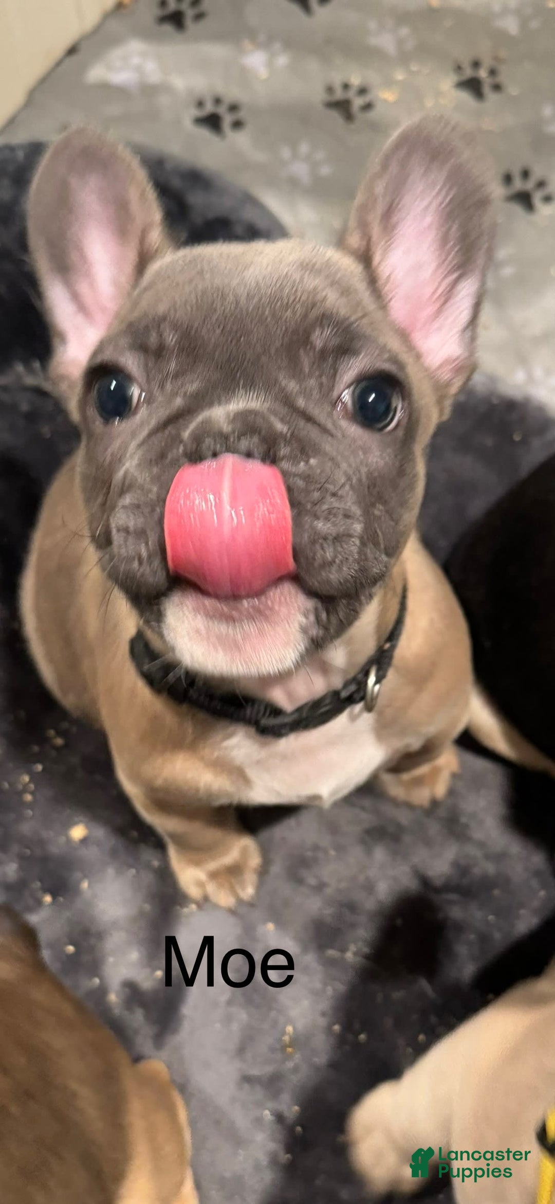 French Bulldog dogs for sale: Zeus - Image 9