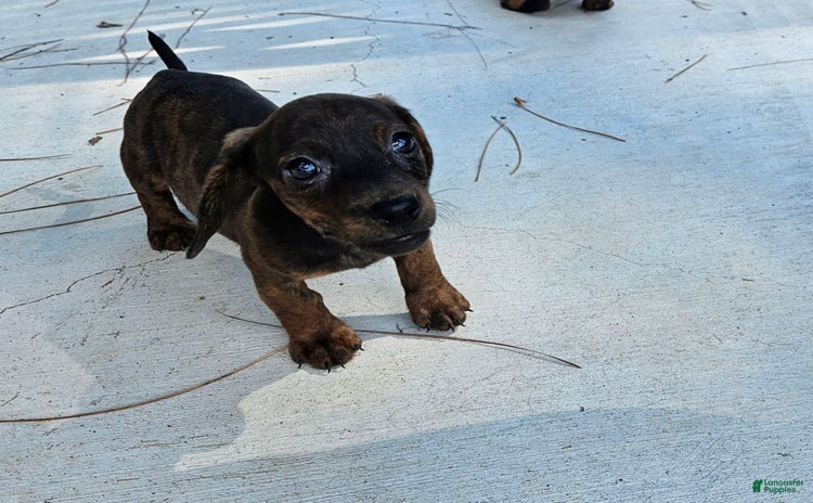 Miniature Dachshund dogs for sale - Ad 5