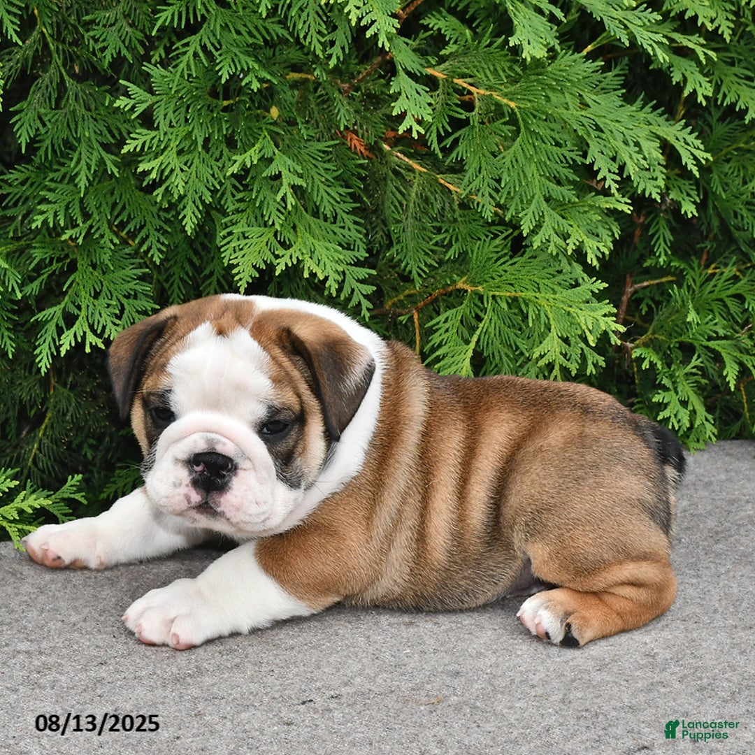 English Bulldog dogs for sale: Rolo - Image 5