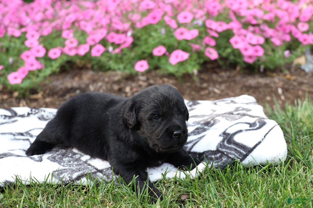 Newfoundland dogs for sale: Knight - Image 2