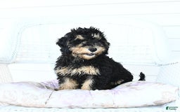 Miniature Poodle dogs for sale: Oscar - Image 5