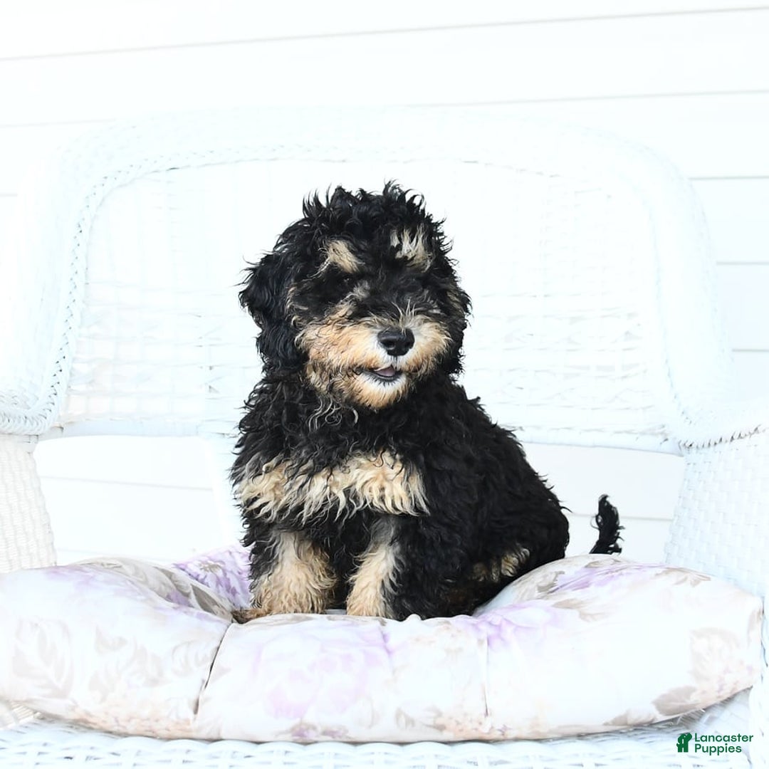 Miniature Poodle dogs for sale: Oscar - Image 5