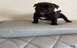 American Bully dogs for sale: Oily - Image 4