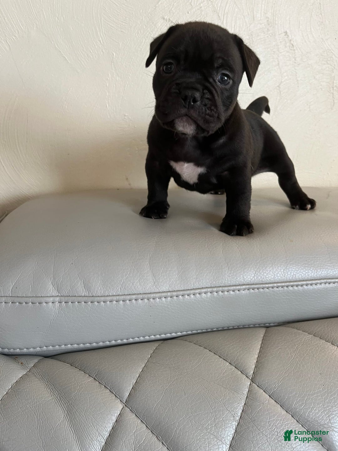 American Bully dogs for sale: Oily - Image 4