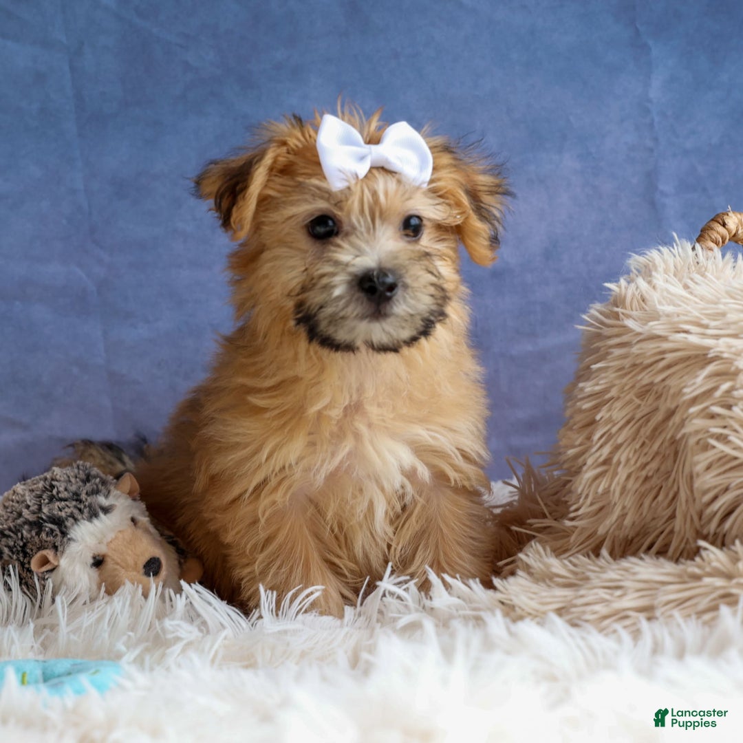Yochon dogs for sale: Titus - Image 21