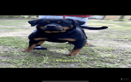 Rottweiler dogs for sale: Green Collar Female - Image 2