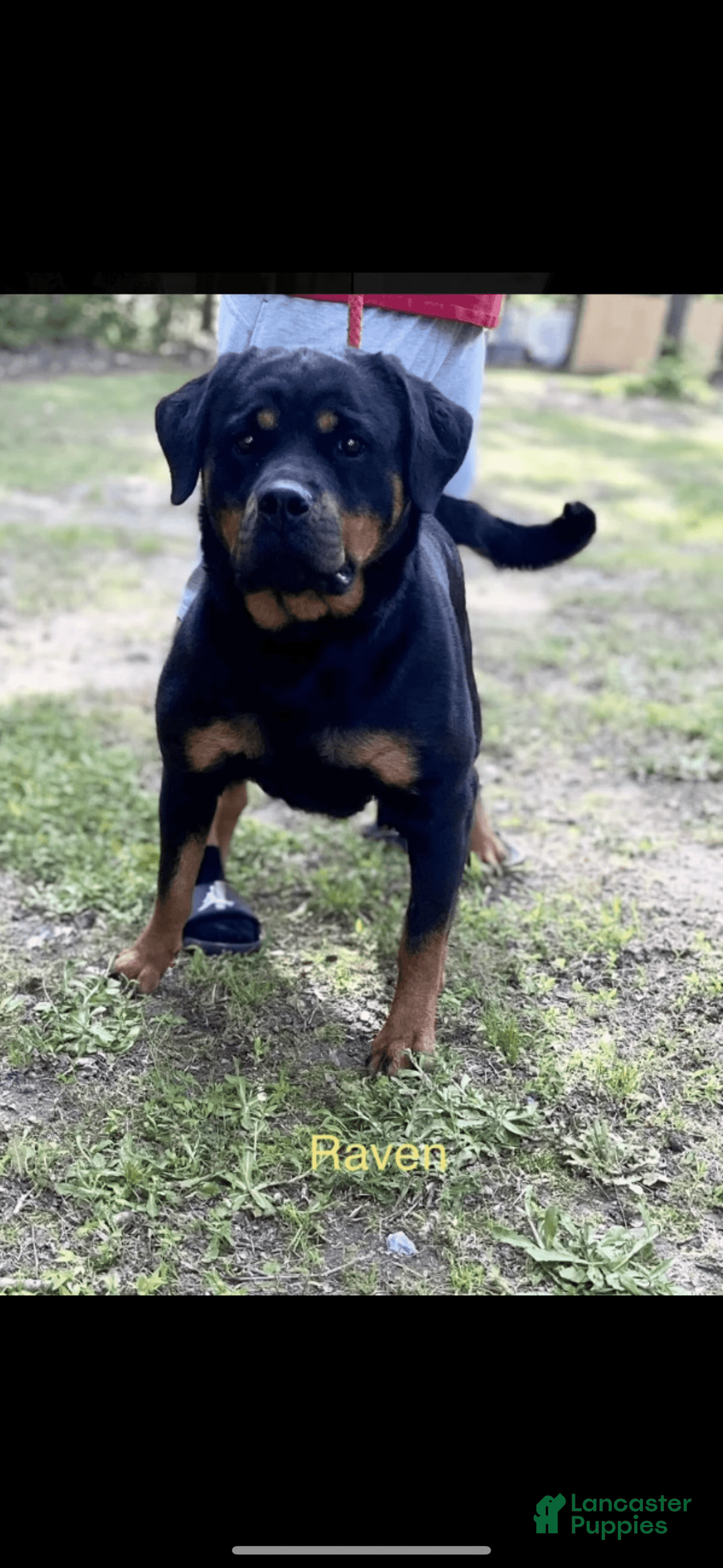 Rottweiler dogs for sale: Green Collar Female - Image 2