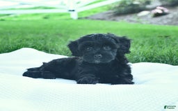 Cavapoo dogs for sale: Sophie - Image 5