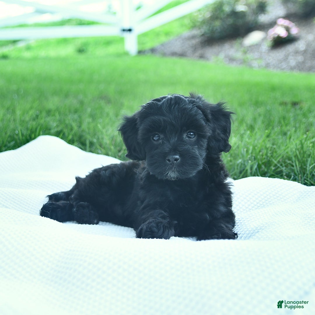 Cavapoo dogs for sale: Sophie - Image 5