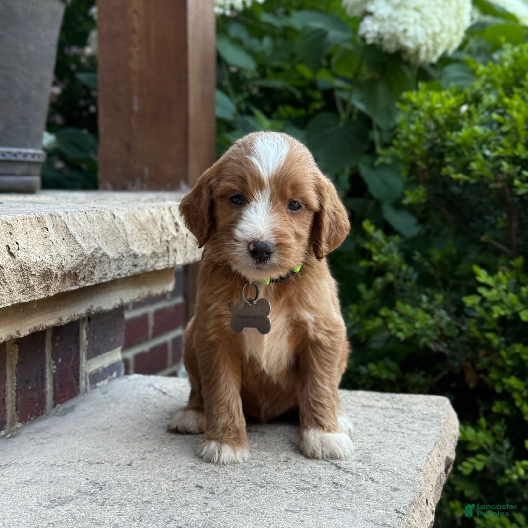 Goldendoodle dogs for sale: Abby - Image 5