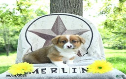 Welsh Corgi Pembroke dogs for sale: Merlin - Image 4