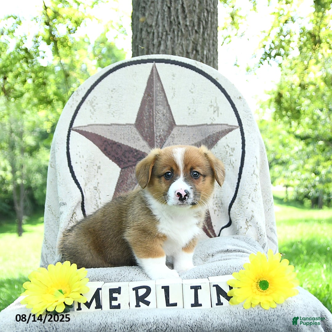 Welsh Corgi Pembroke dogs for sale: Merlin - Image 4