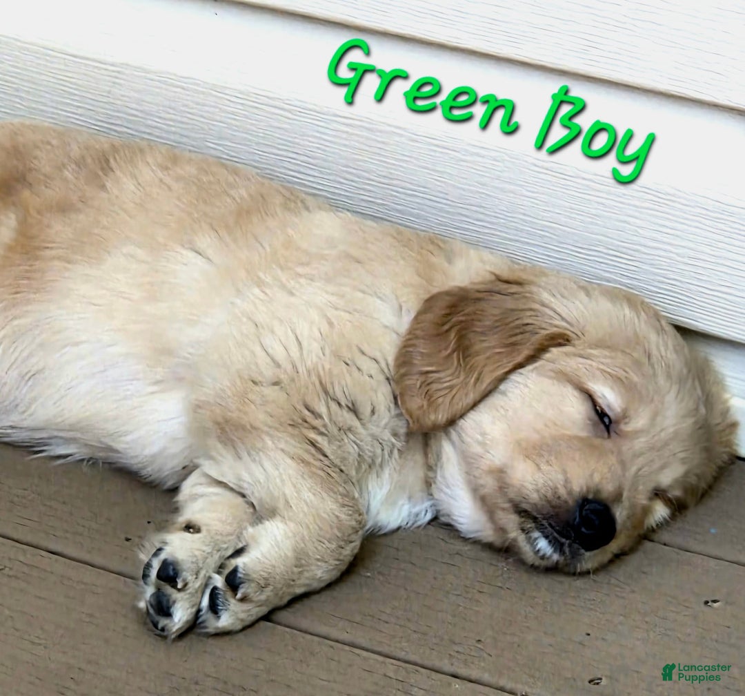 Golden Retriever dogs for sale: Mr. Green 💚 - Image 2