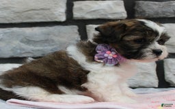 Teddy Bear dogs for sale: Addie - Image 4