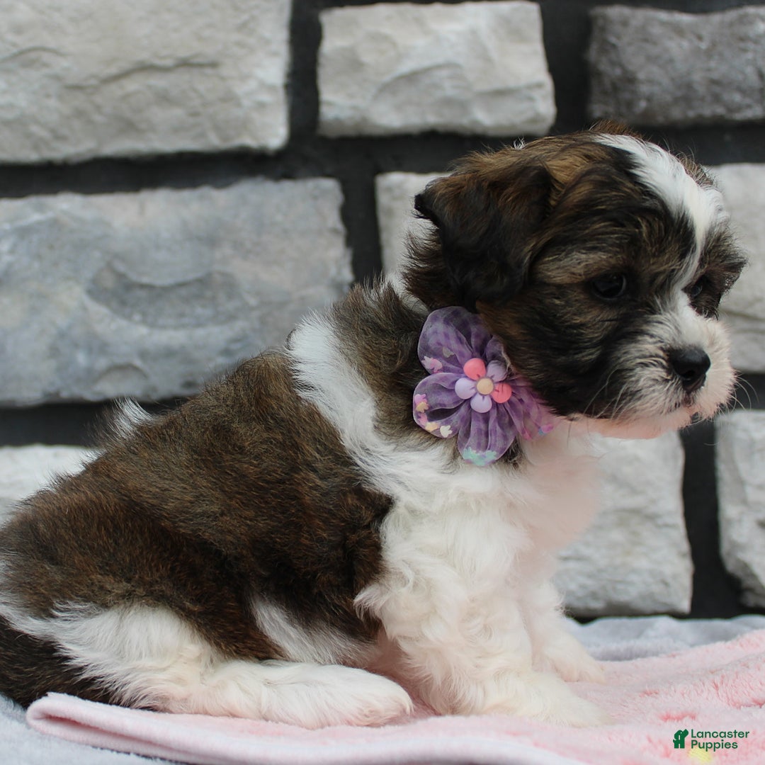 Teddy Bear dogs for sale: Addie - Image 4