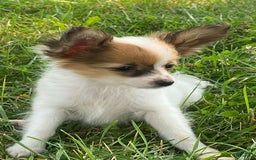 Papillon dogs for sale: Reba - Image 1
