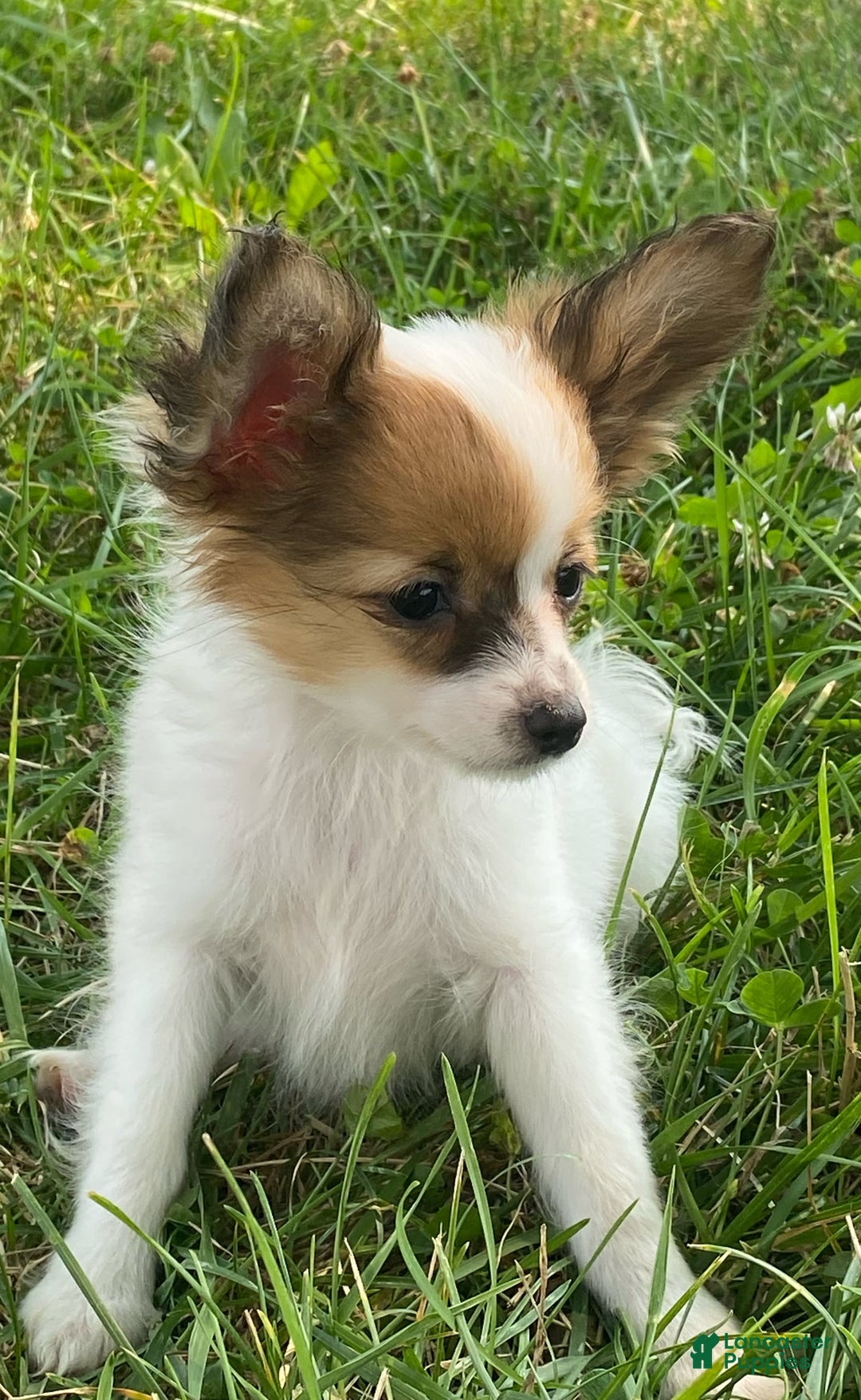 Papillon dogs for sale: Reba - Image 1