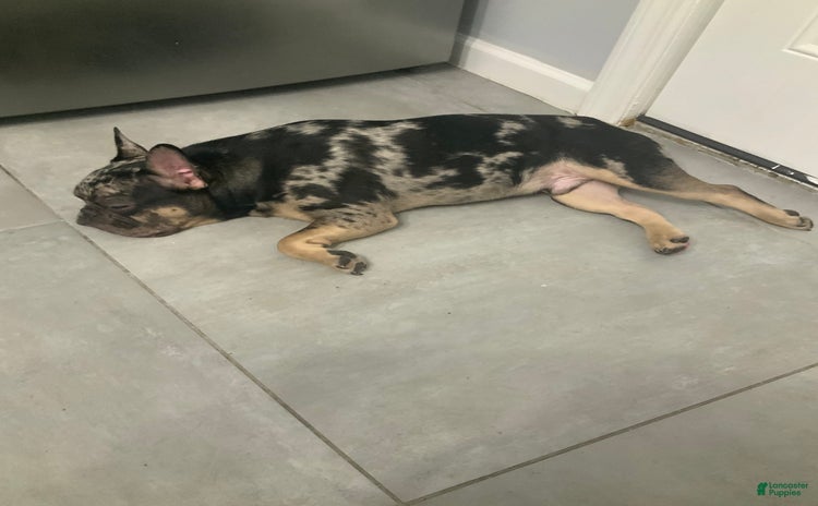 French Bulldog dogs for sale - Ad 2
