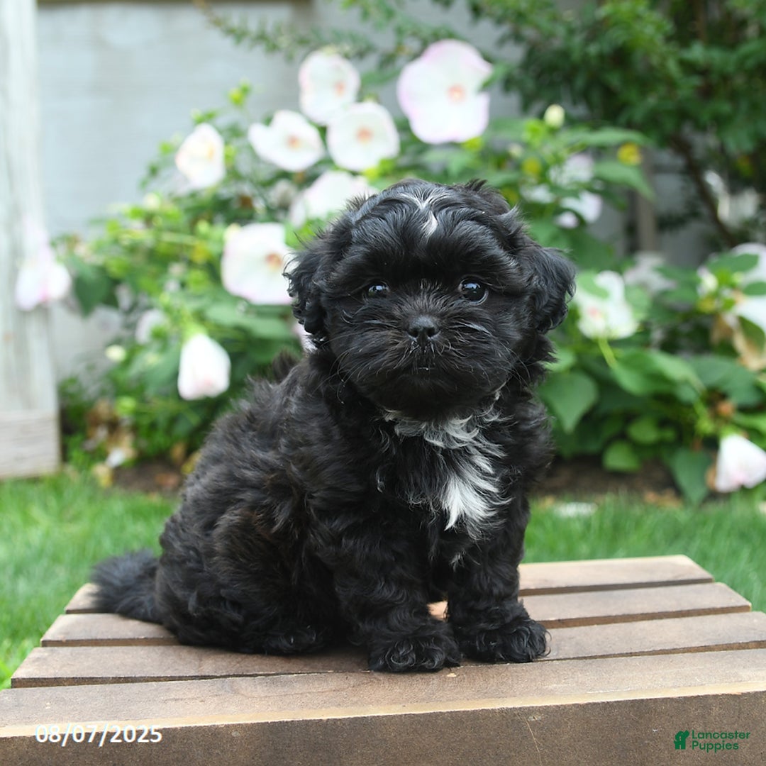 Teddy Bear dogs for sale: Moonlight - Image 5